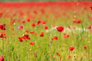 fleurs coquelicots rouges fleurissent sur le champ sauvage. beau paysage coquelicots rouges avec mise au point sélective. douce lumière du soleil. champ de prairie en fleurs naturelles et fleurs photo