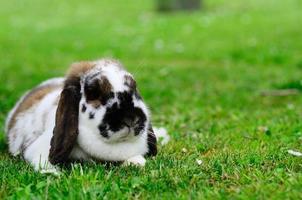 moins cher mensonges de lapin plus large photo