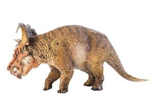 pachyrhinosaurus, dinosaure sur fond blanc. photo