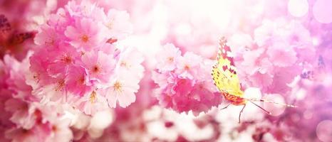 belle branche d'arbre fleuri au printemps avec papillon. photo