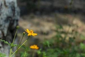 jaune, bulbeux, bouton d'or, st. anthony's, navet, ranunculus bulbosus, fleurir, fleurir, fermer photo