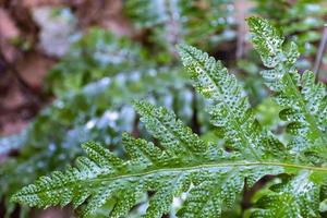 Vert, fougère, polypodiopsida, feuille, sorus, sporangen, dans la forêt, vasculaire, plante, gros plan, photo