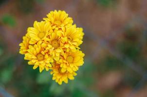 fermé de fond de fleur de chrysanthème de couleur jaune photo