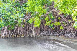 muyil lagon panorama vue paysage nature mangrove mexique. photo