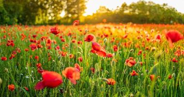 magnifique paysage au coucher du soleil. champ de prairie fleurissant des coquelicots rouges. fleurs sauvages dans le champ forestier de printemps. magnifique paysage naturel en été. nature paisible vue ensoleillée sur la lumière bokeh floue photo