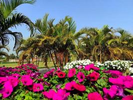 superbe vue sur la nature dans le jardin. photo