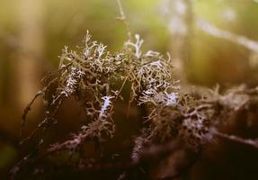 mousse dans la forêt photo