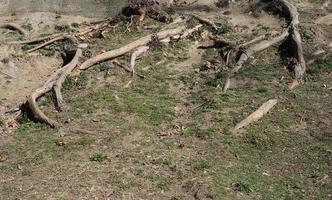 les racines des arbres dans l'herbe photo