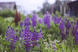 gros plan de fleurs de lupins violets sauvages. photo