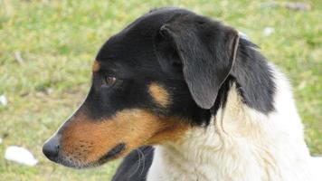 portrait d'un petit chien. photo en gros plan d'un chien