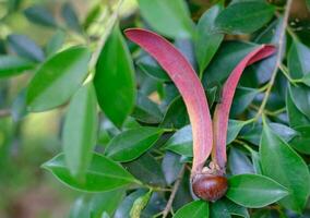 gurjan, keruing, graine de yang naa sur fond de feuille verte, nom scientifique dipterocarpus alatus roxb photo