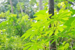 feuilles vertes de manioc dans le jardin photo