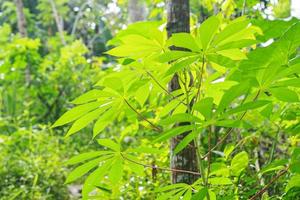 feuilles vertes de manioc dans le jardin photo