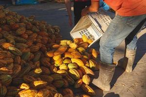 les producteurs de cacao récoltent des produits frais de cacao. photo