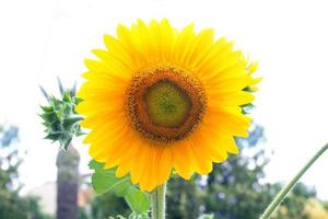 tournesols dans un champ par une journée ensoleillée. champ de tournesols, tournesols en fleurs. magnifique champ de tournesols avec vue panoramique en été.un tournesol en fleurs. photo