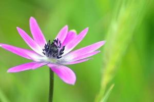 fleur d'anémone étoile.anemone hortensis. gros plan d'une anémone. photo