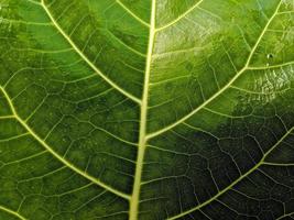 photo en gros plan de feuilles vertes pour le fond.