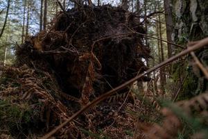 racines d'arbres tombés dans la tempête photo