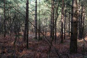 arbres forestiers d'hiver photo