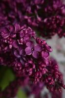 un bouquet de lilas. fermer. belles fleurs violettes. carte de voeux. fleurs de printemps. photo