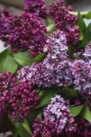 un bouquet de lilas. fermer. belles fleurs violettes. carte de voeux. fleurs de printemps. photo