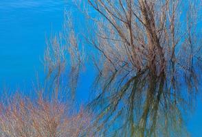 reflets dans le marais photo