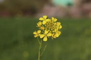 fleurs de colza en gros plan sur un ciel bleu avec des nuages dans les rayons du soleil sur la nature au printemps, vue panoramique. colza en fleurs en pleine croissance, mise au point douce, espace de copie. photo