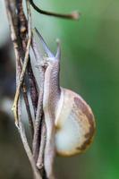 escargot rampant sur la tige verte de la plante photo