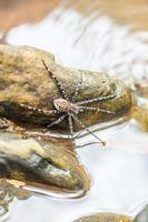 araignée sur le rocher dans la cascade photo