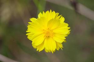 fleur de dahlia jaune photo