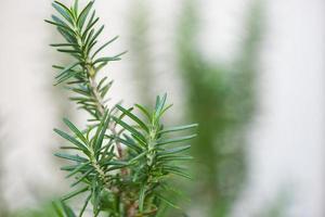 romarin frais sur fond gris blanc dans le jardin, herbe de romarin photo