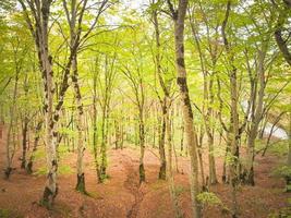 nature de la forêt de sabaduri photo