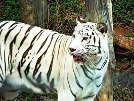 tigre blanc marchant. photo