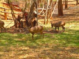 des troupeaux de cerfs mangent de l'herbe sous les arbres à l'ombre des arbres. photo