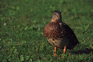 canard dans l'herbe verte photo