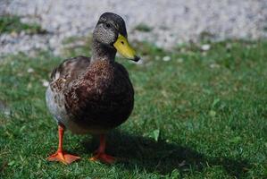 cher canard dans l'herbe photo