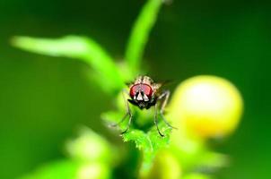 la mouche regarde dans le camer photo