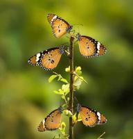 papillon assis sur la fleur. mise au point sélective. photo de haute qualité. nature printanière.