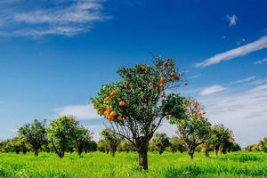 une vue fantastique sur les belles espèces d'arbres en italie. sicile photo