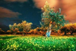 vue fantastique sur le jardin et le ciel étoilé photo