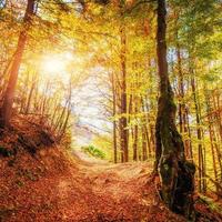 énorme pierre dans la zone forestière. fantastique journée ensoleillée photo