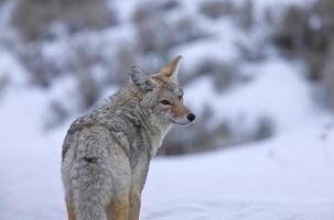 parc de yellowstone wyoming hiver neige coyote photo