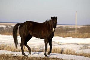 cheval en pâturage d'hiver photo