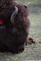 bison d'amérique broutant en saskatchewan photo