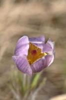 gros plan d'un crocus des prairies photo