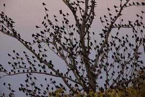 merles dans l'arbre photo