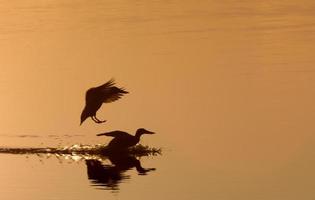 canards au coucher du soleil sillouette canada photo