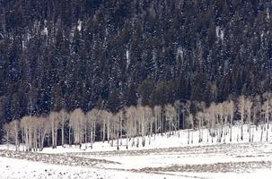 parc de yellowstone wyoming hiver neige photo