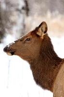 wapiti en hiver canada photo