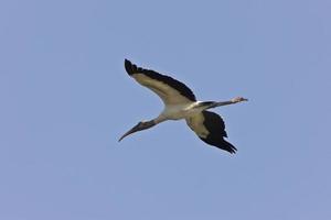 cigogne des bois survolant la floride photo